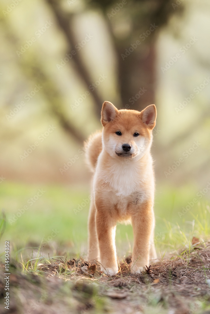 Beautiful Young Red Shiba Inu Puppy Dog Beautiful Young Red Shiba Inu Puppy Dog