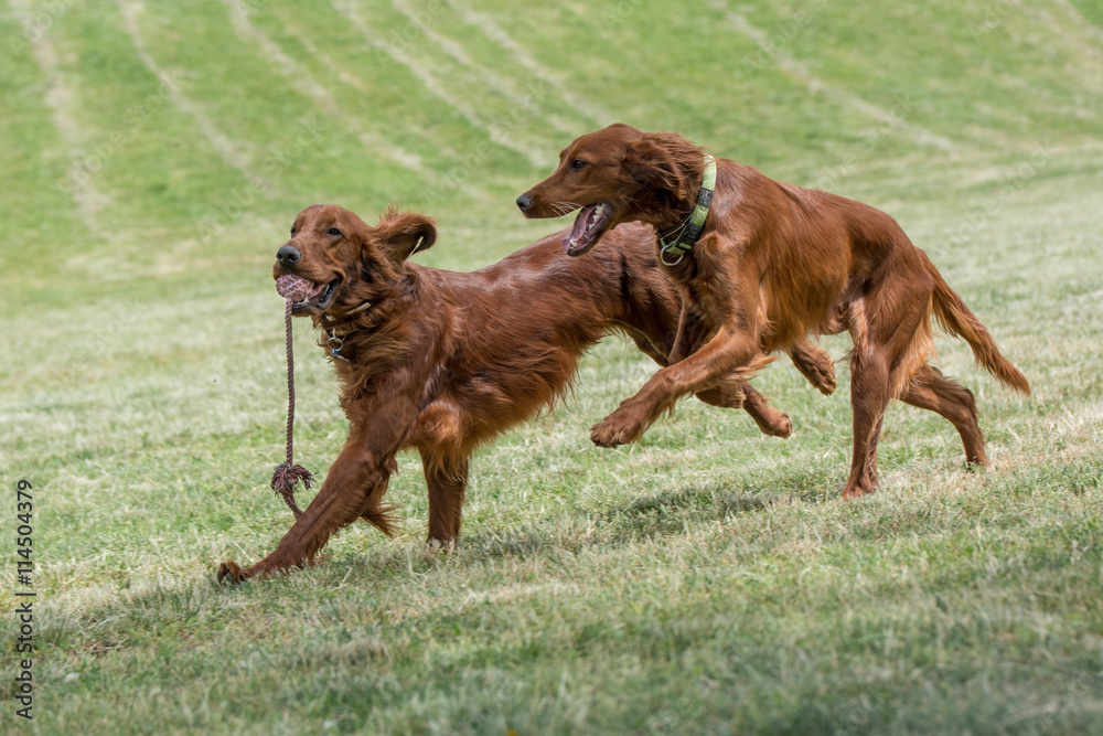 Two Irish setters runs across the field,selective focus on the d