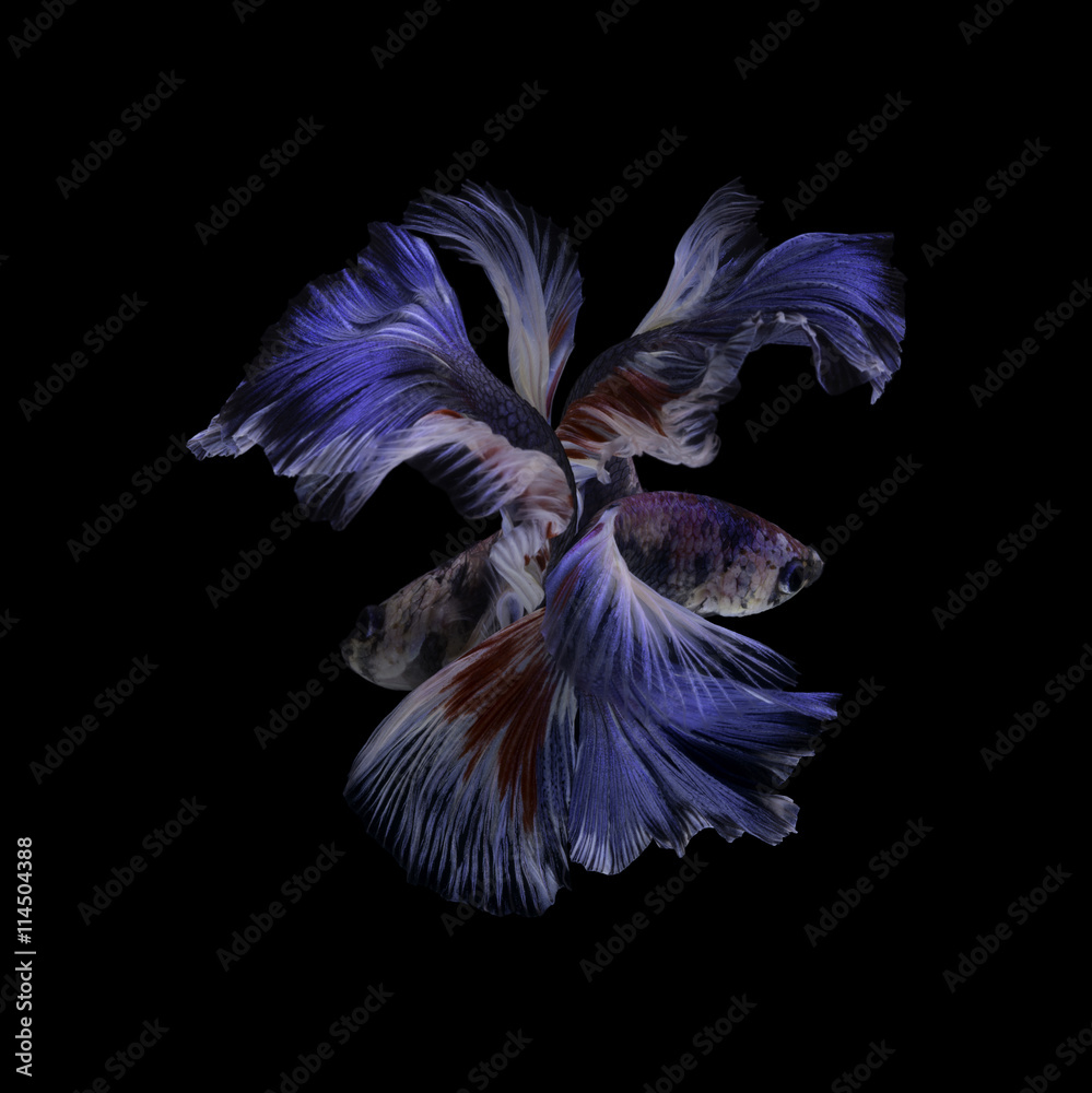 Capture the moving moment of red-blue siamese fighting fish Capture the moving moment of red-blue siamese fighting fish