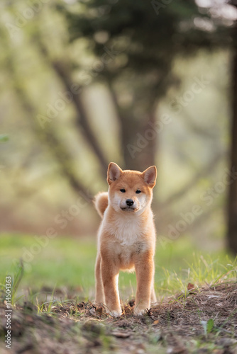 Beautiful Young Red Shiba Inu Puppy Dog