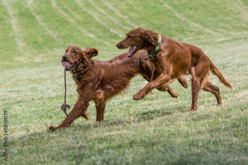 Two Irish setters runs across the field,selective focus on the d