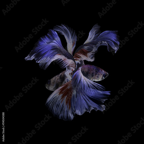 Capture the moving moment of red-blue siamese fighting fish