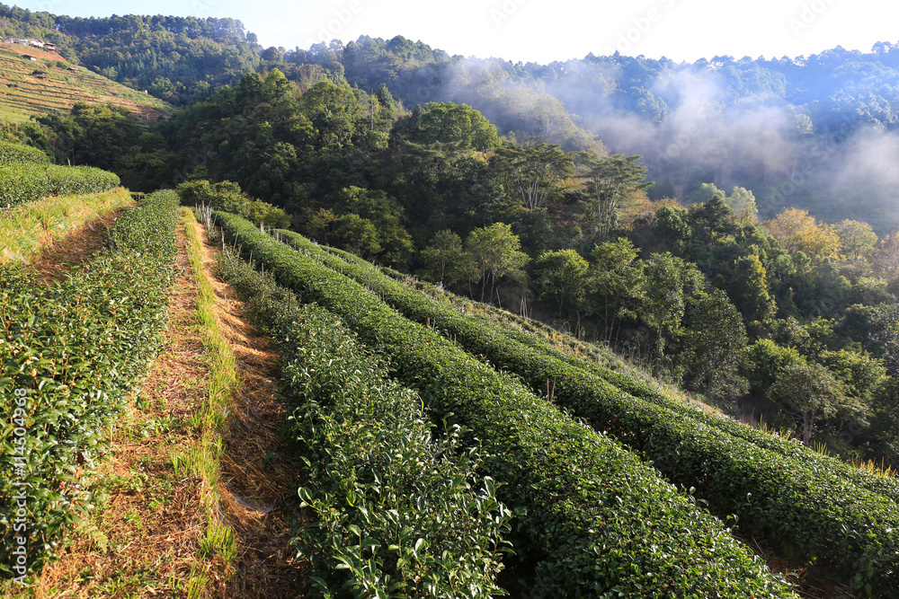 Green tea plantation landscape in north thailand