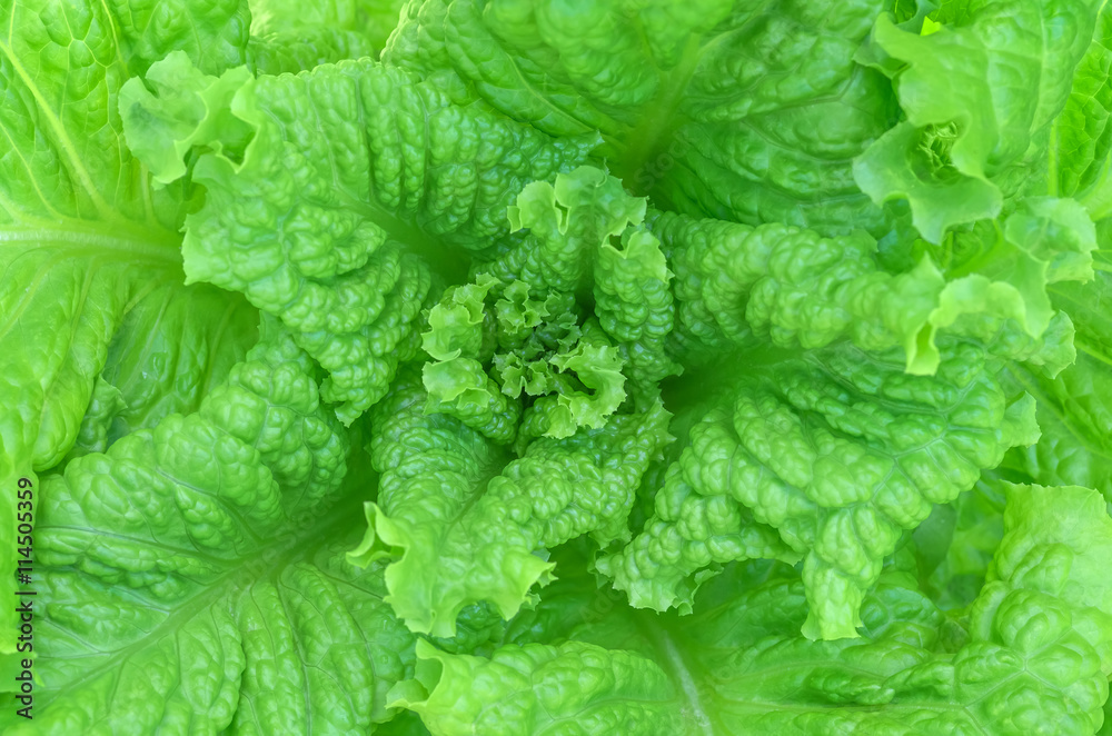 Fresh lettuce leaves, close up. Fresh lettuce leaves, close up.