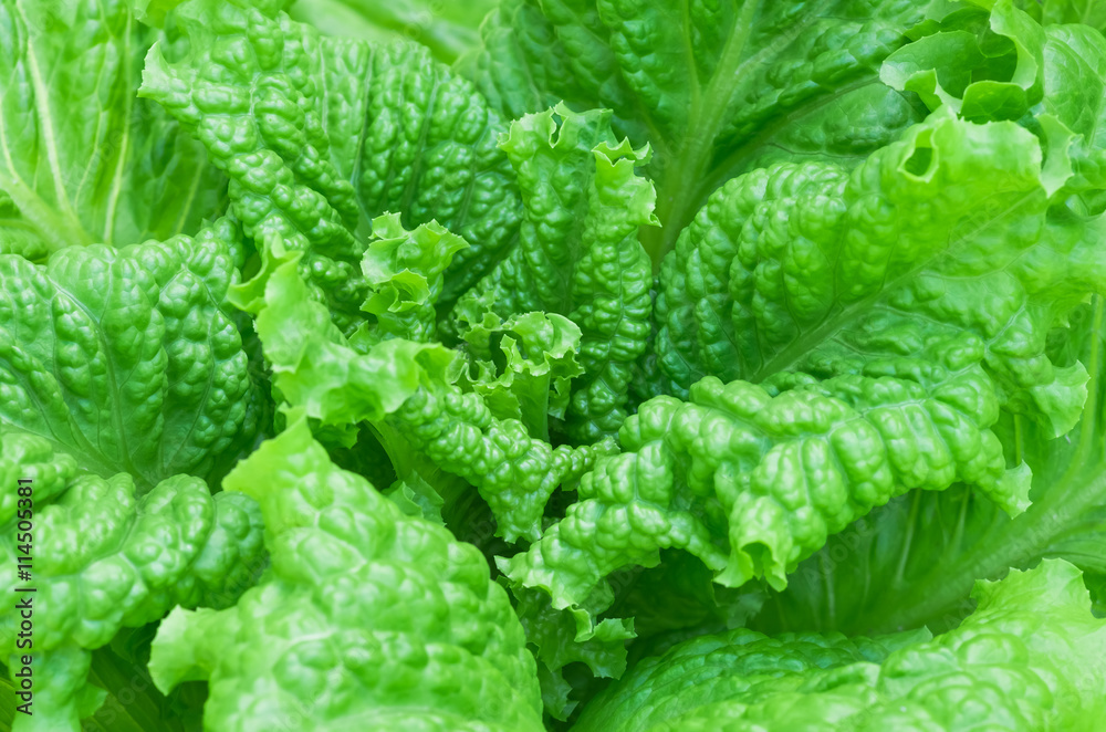 Fresh lettuce leaves, close up. Fresh lettuce leaves, close up.