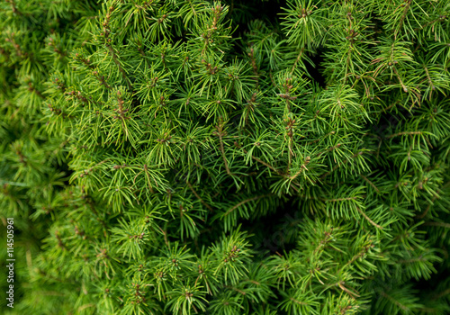 Green branches of a fur-tree or pine