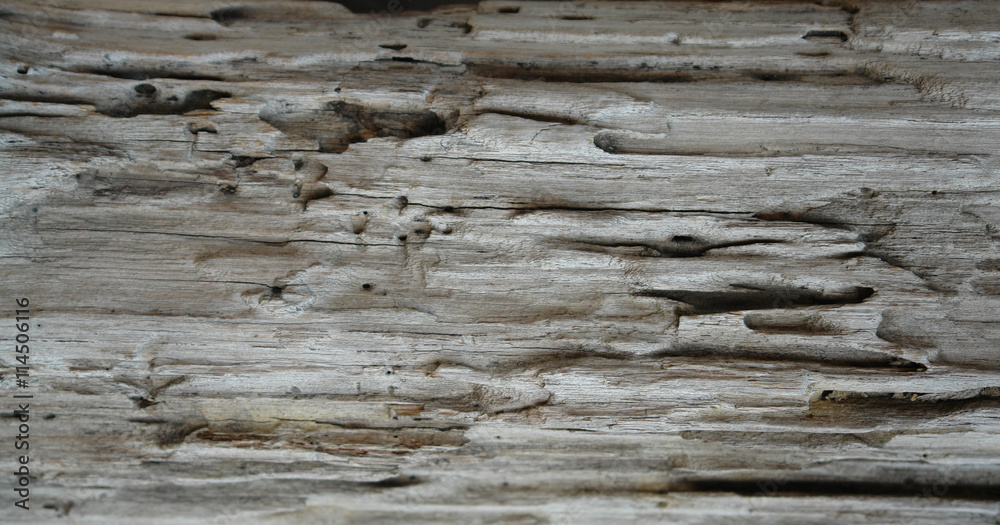 Fototapeta premium Wood Grain Background