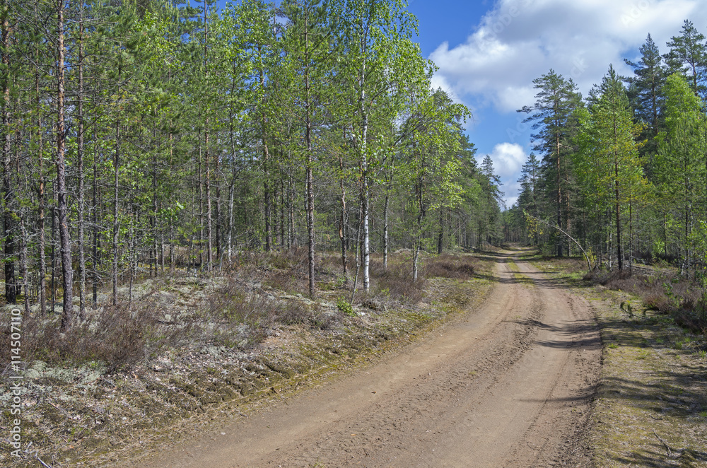 Fototapeta premium Forest road. Sunny day in June.