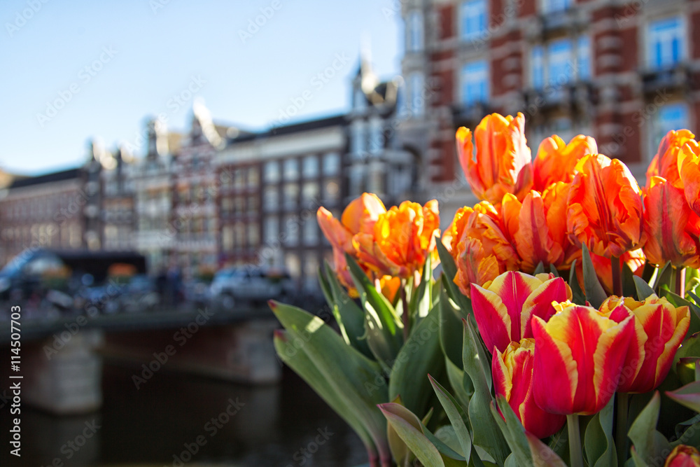 Obraz premium Tulipany w Amsterdamie