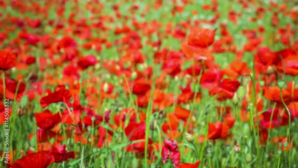 Huge field of blossoming poppies. Poppy field.Field of blossoming poppies. Blossoming poppies .close up of moving poppies. Countryside, Rural, Rustic Summer Landscape, Background Huge field of blossoming poppies. Poppy field.Field of blossoming poppies. Blossoming poppies .close up of moving poppies. Countryside, Rural, Rustic Summer Landscape, Background