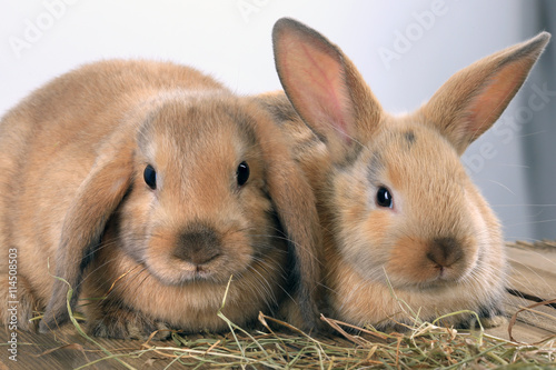 pair of rabbits