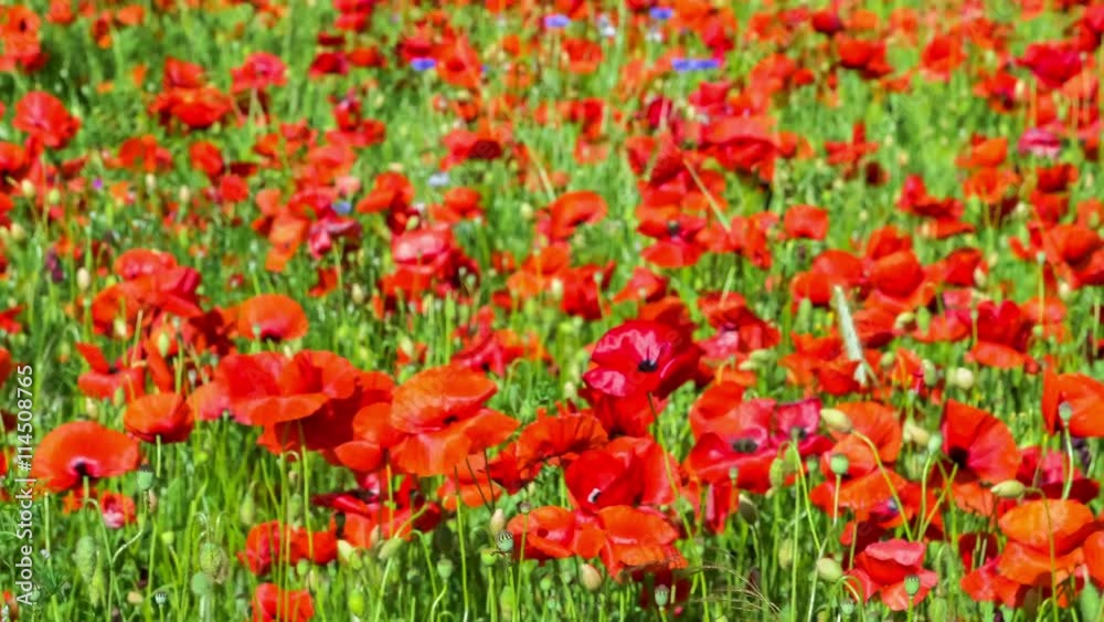 Huge field of blossoming poppies. Poppy field. Field of blossoming poppies. Blossoming poppies. close up of moving poppies. Countryside, Rural, Rustic Summer Landscape, Background Huge field of blossoming poppies. Poppy field. Field of blossoming poppies. Blossoming poppies. close up of moving poppies. Countryside, Rural, Rustic Summer Landscape, Background