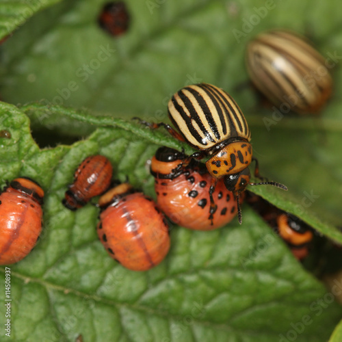 Colorado beetles and larvae