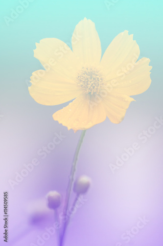 Flowers, colorful, art, pastel style.