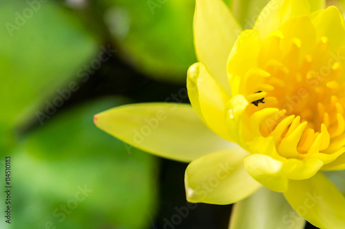 close up yellow lotus