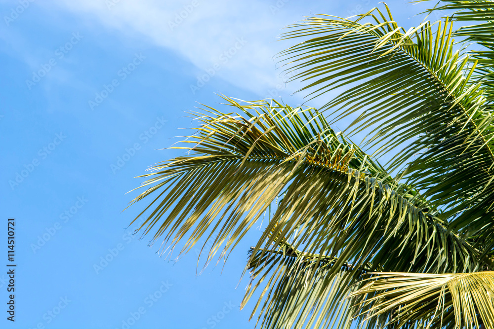 Palm leaves on sky for background