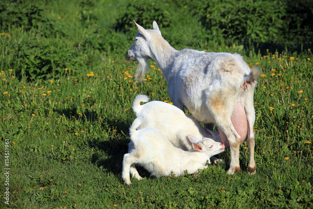 Obraz premium Goat with kids on a meadow