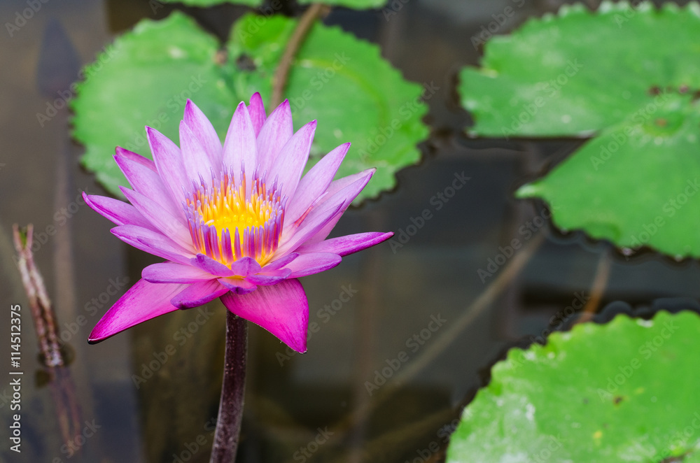 A beautiful waterlily or lotus flower in pond A beautiful waterlily or lotus flower in pond