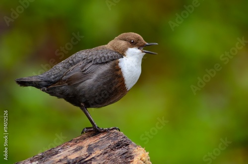White-throated Dipper (Cinclus cinclus)