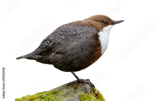 White-throated Dipper (Cinclus cinclus) isolated on white background