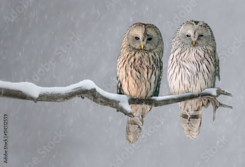Pair of Ural owls sitting on branch (Strix uralensis)