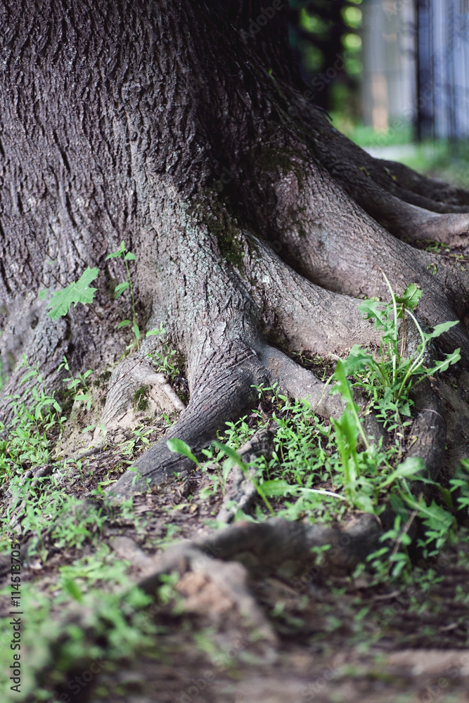 Fototapeta premium Big roots of big old tree