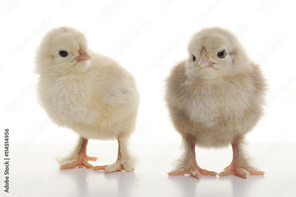 Small fluffy chickens Small fluffy chickens