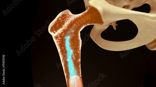 Bone marrow