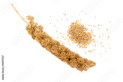 Millet isolated on white with spilled heap of seeds, husks. photo