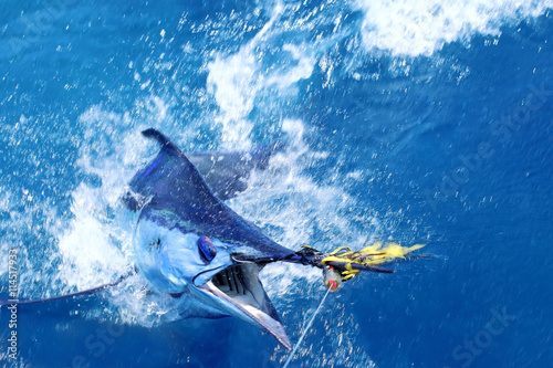 Blue marlin on the hook