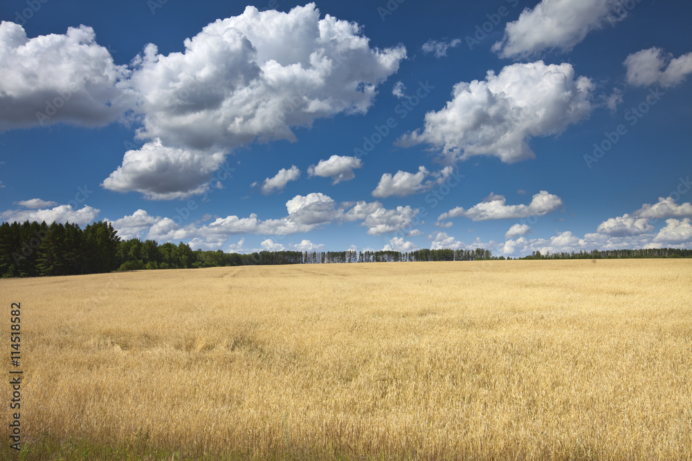 Obraz premium clouds over the field