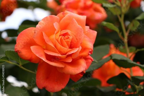 Orangefarbene Rosenbl  te in einem Rosengarten