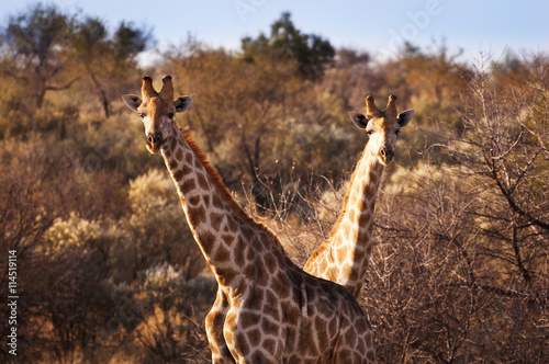 Canvas Print Two giraffes in the Savannah, in Namibia, Africa