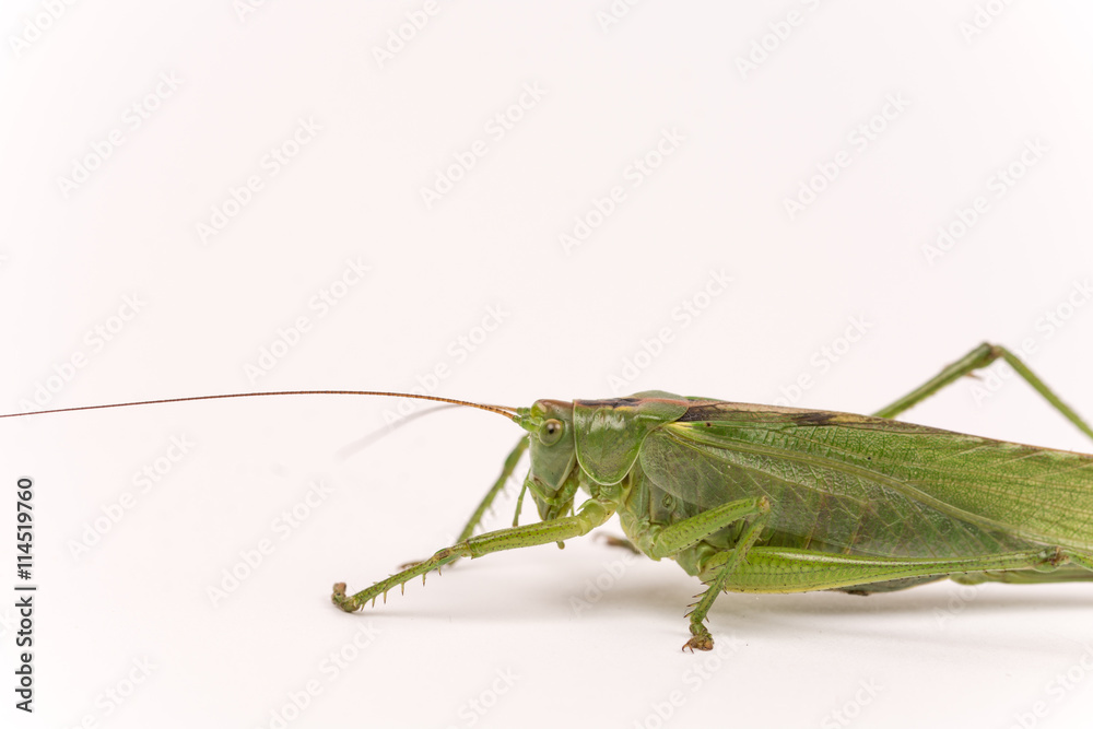 Citrus Locust/ Cotton Locust (Chondracris rosea brunneri) on whi Citrus Locust/ Cotton Locust (Chondracris rosea brunneri) on whi