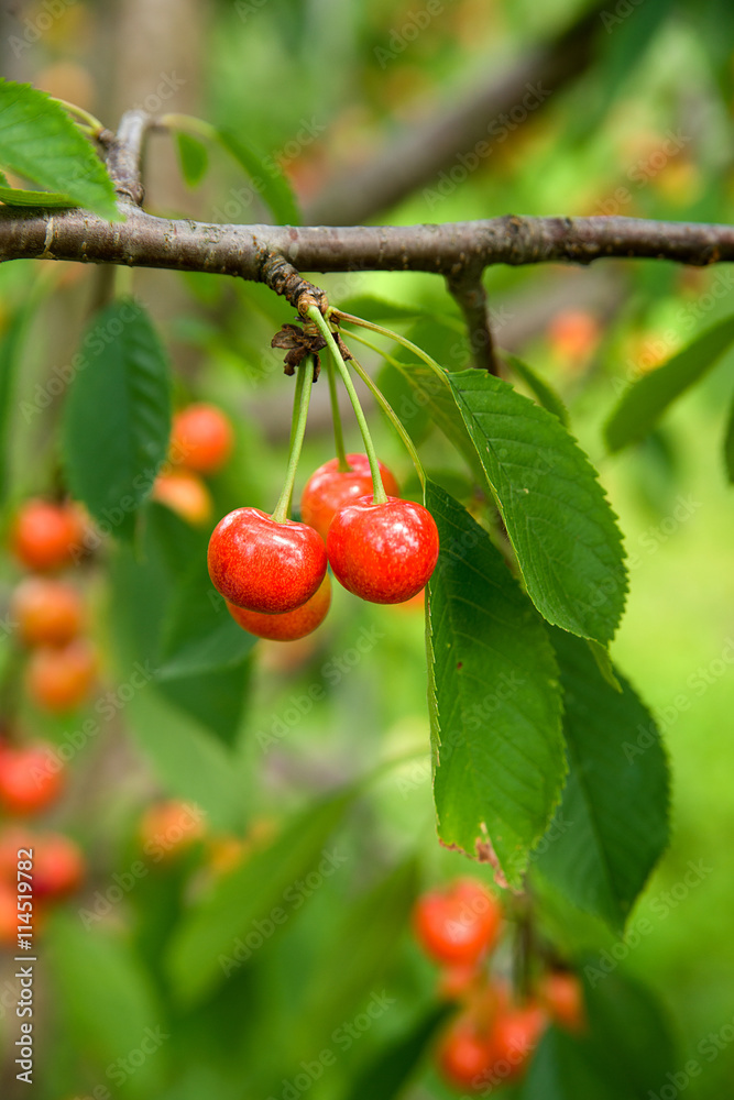 Ripe cherries growing on a tree among green foliage. Ripe cherries growing on a tree among green foliage.