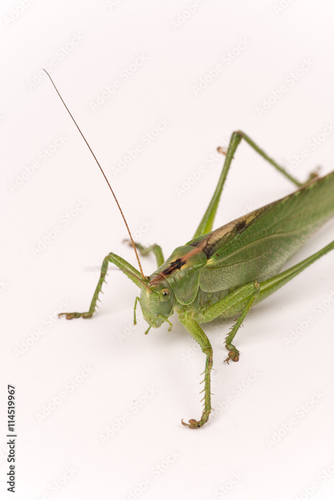 Green locust Green locust