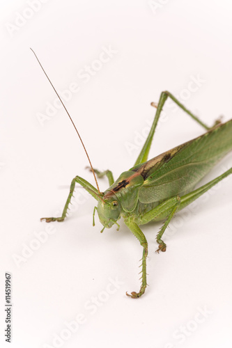 Green locust © zlajaphoto
