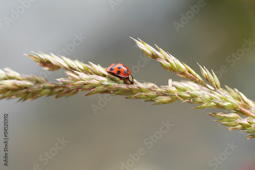 close photo of red ladybug on the grass photo