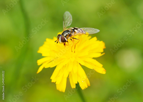 close photo of a hoverfly feeding on the yellow bloom of hawkweed © mysikrysa