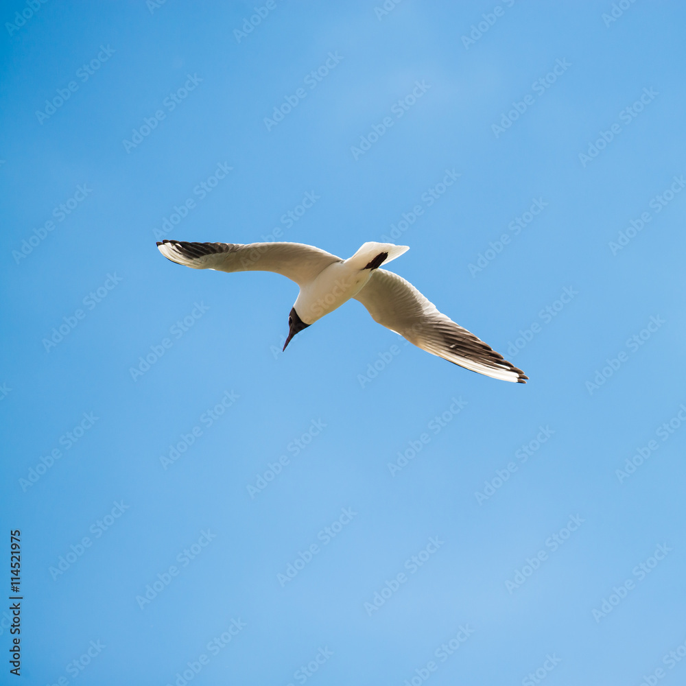 Obraz premium seagull flies against the sky
