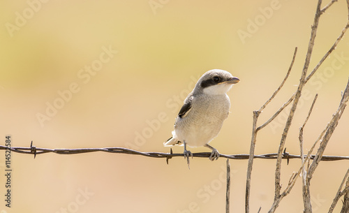 Fledgling Loggerhead Shrike (Lanius ludovicianus) on a Barbed Wire Fence on the Plains of Colorado