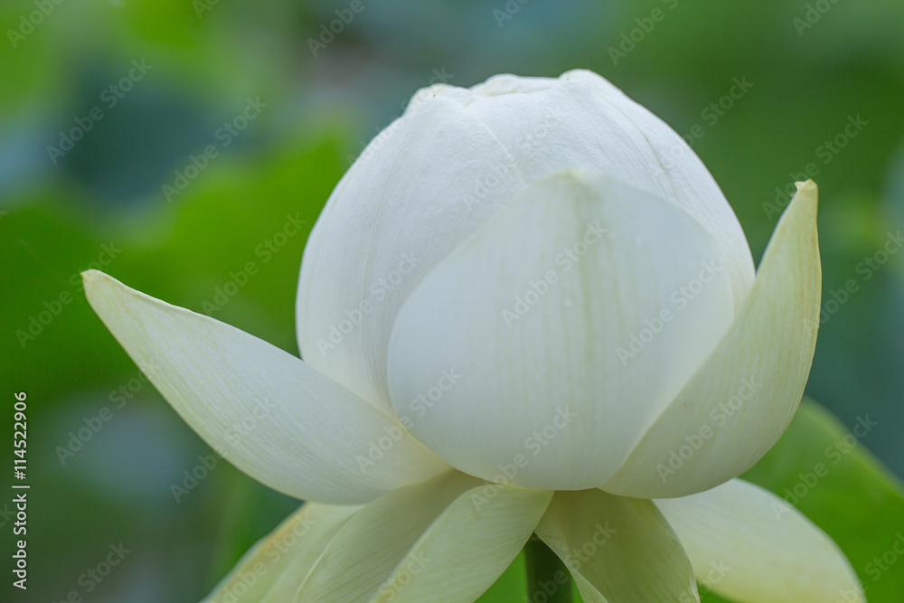 Obraz premium 蓮の花