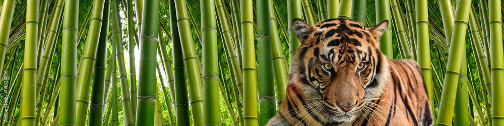 Obraz premium Tygrys w wysokich łodygach gęstego zielonego bambusa w otoczeniu dżungli.