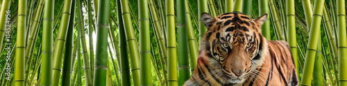 A tiger in Tall stalks of dense green bamboo in a jungle setting.
