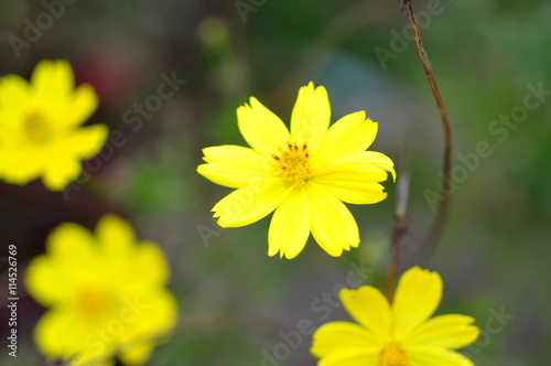 Coreopsis flower