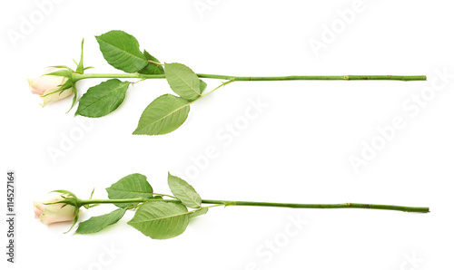 Single white rose isolated