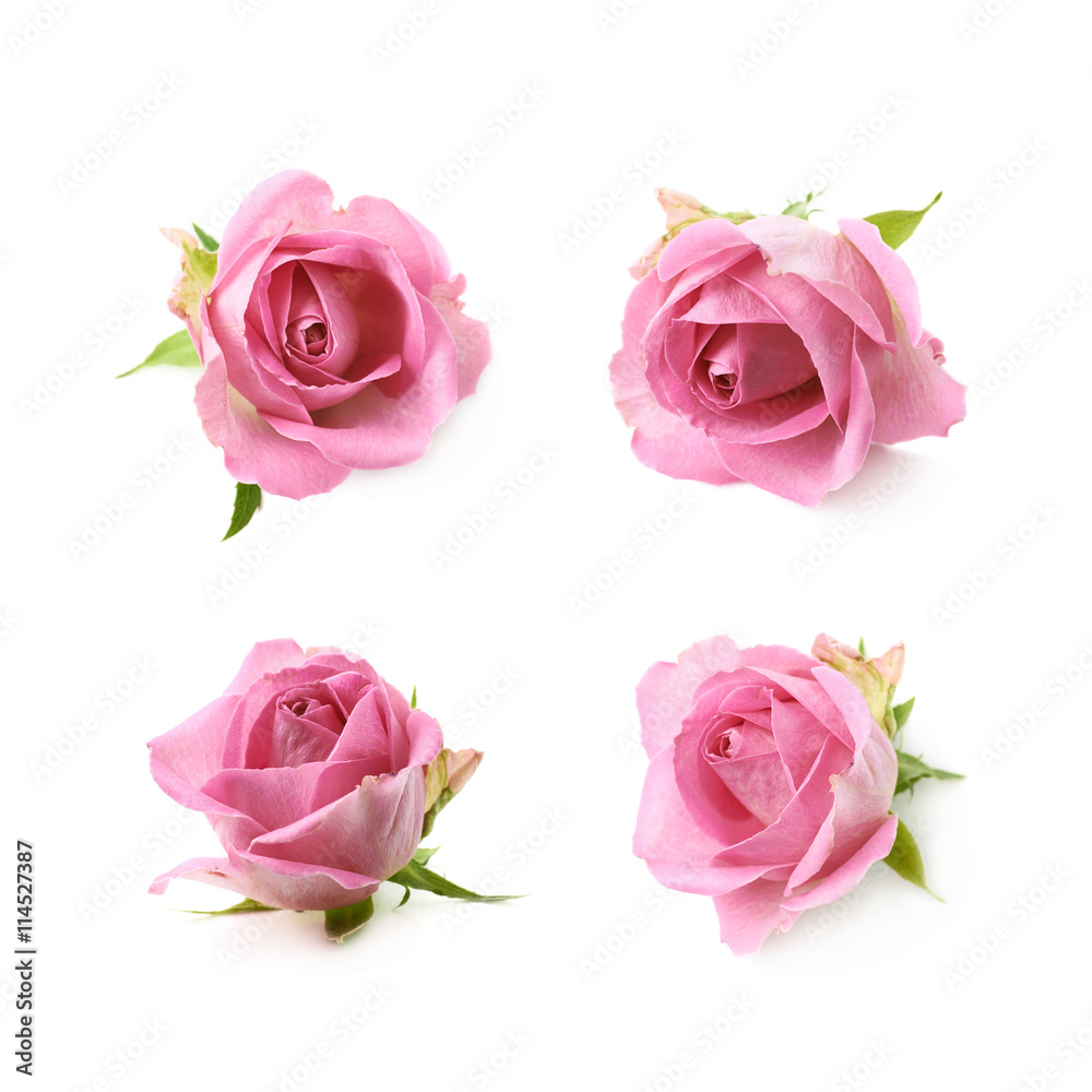 Fototapeta premium Single pink rose bud isolated