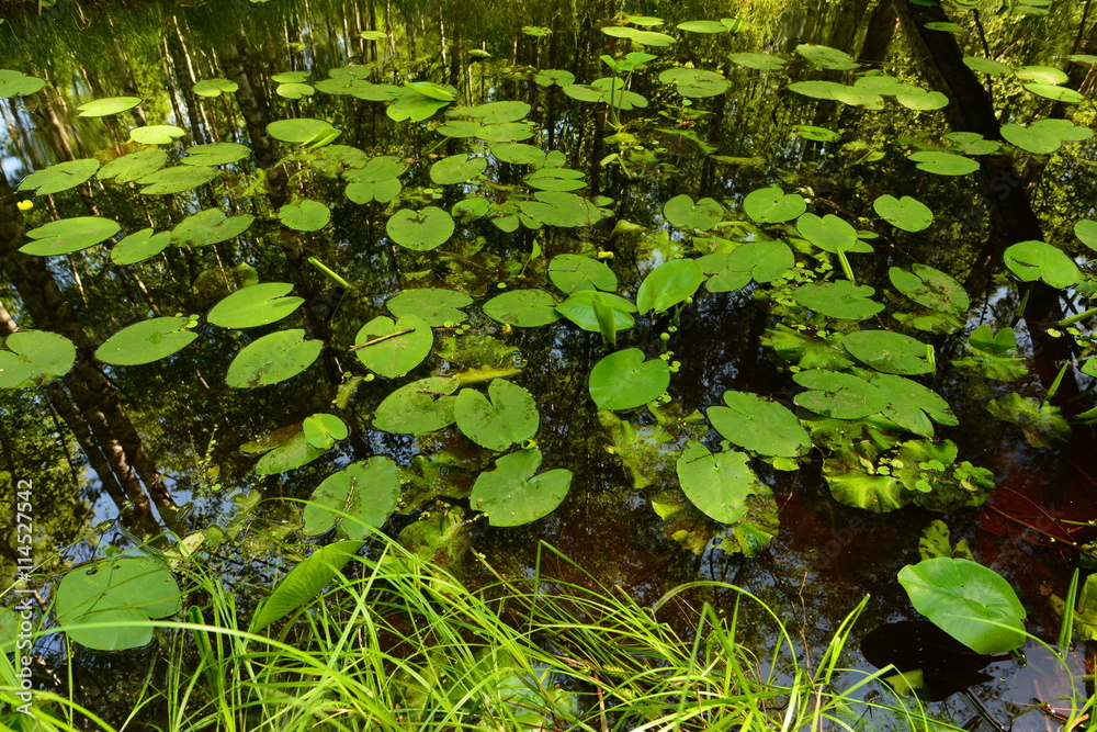 Summer forest river in thickets of water lilies Summer forest river in thickets of water lilies