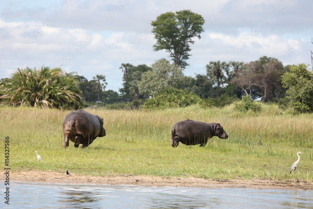 Wild Africa Botswana savannah African Hippo animal mammal Wild Africa Botswana savannah African Hippo animal mammal