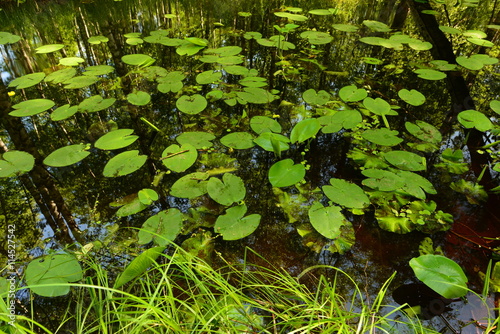 Summer forest river in thickets of water lilies